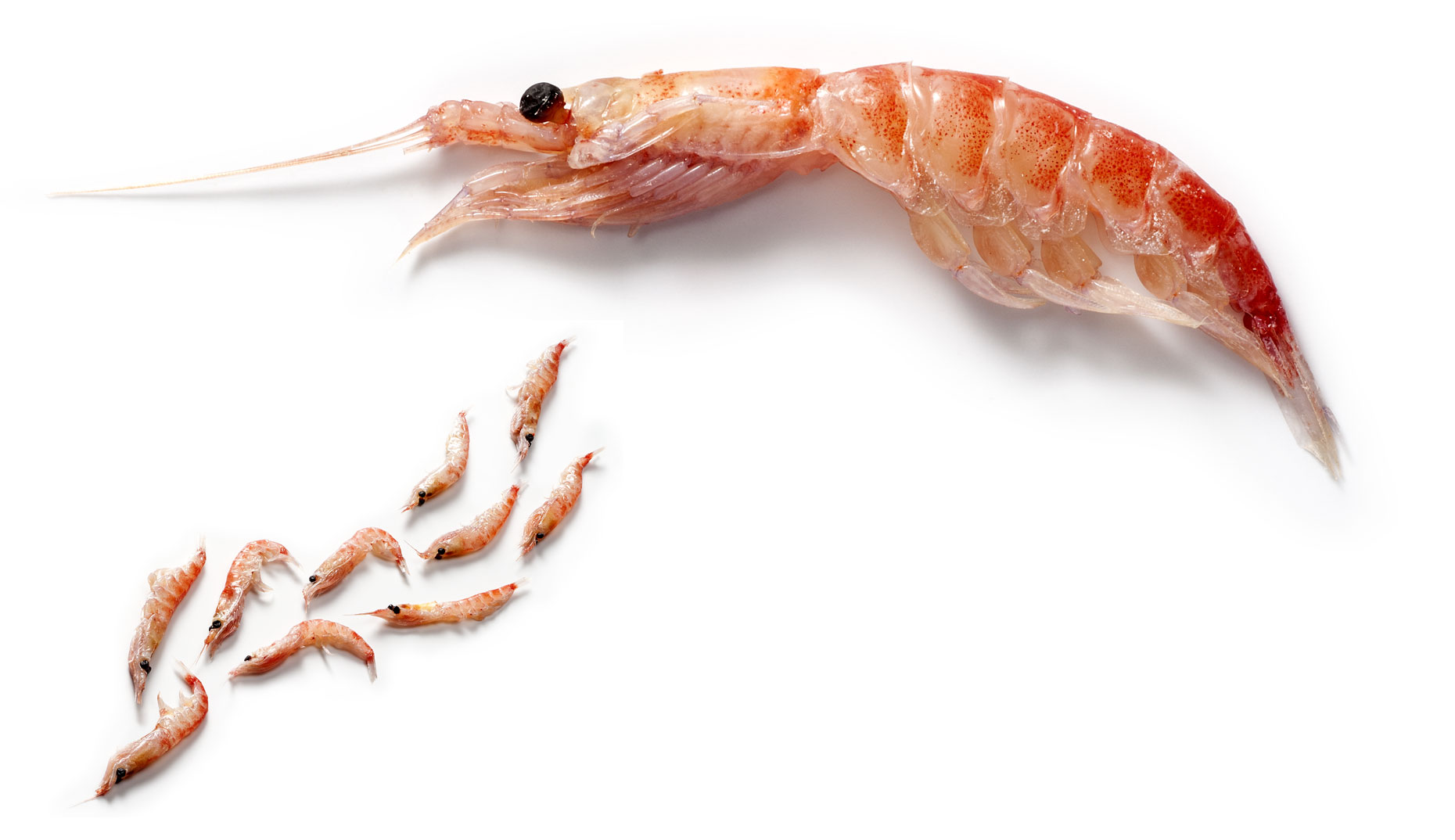 Krill-01